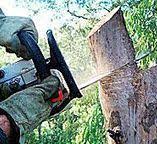 Best Tree Removal  in Hermosa Beach, CA