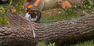 Best Tree Maintenance Programs  in Hermosa Beach, CA