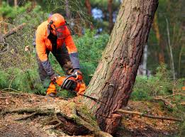 Best Tree Risk Assessment  in Hermosa Beach, CA