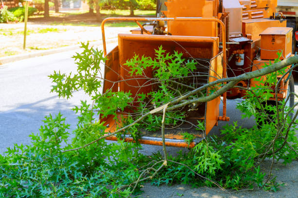 Best Utility Line Clearance  in Hermosa Beach, CA