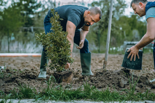 Best Lawn Pest Prevention  in Hermosa Beach, CA