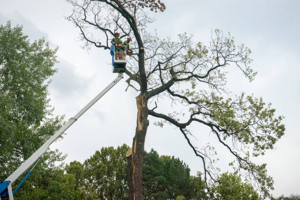 Best Tree and Shrub Care  in Hermosa Beach, CA