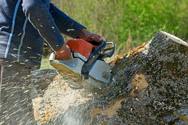 How Our Tree Care Process Works  in  Hermosa Beach, CA