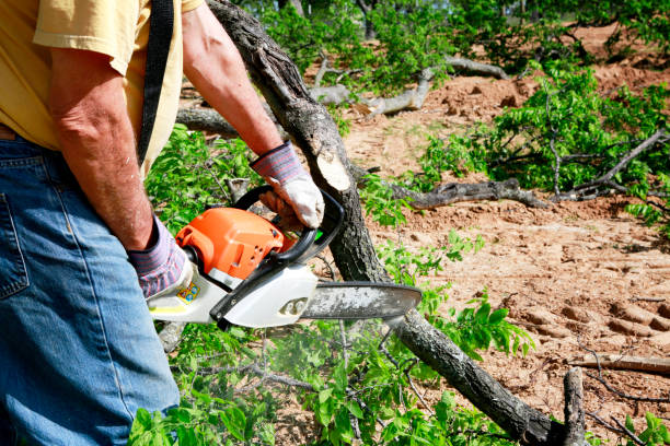 Professional Tree Services in Hermosa Beach, CA